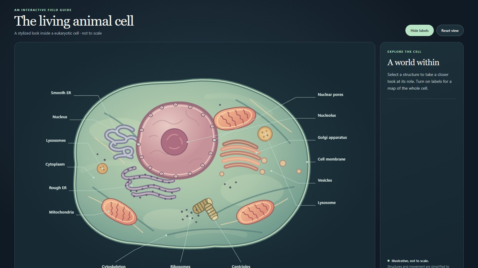GPT-6.1 Terra · Animal cell like a school app